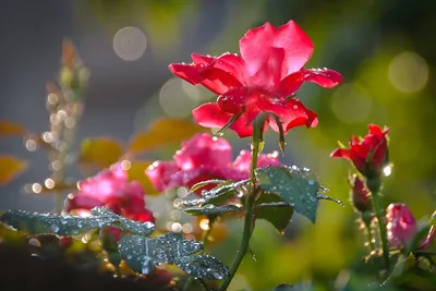 Фото розы в росе - формат jpg для загрузки