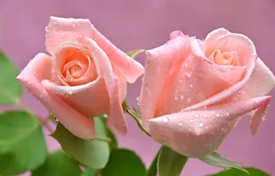 Картина розы в росе - скачать в формате webp