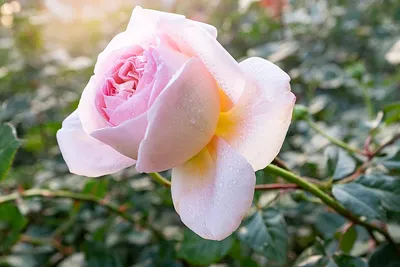 Фото розы в росе - HD качество изображения