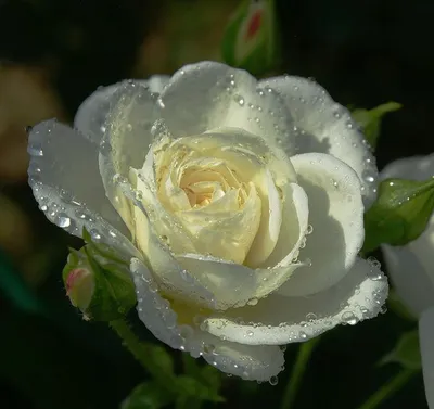 Уникальная картинка Розы в росе - доступен формат webp