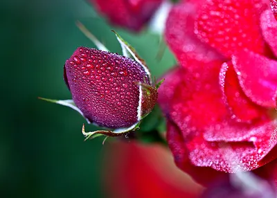 Фотка розы в росе - выберите подходящий размер