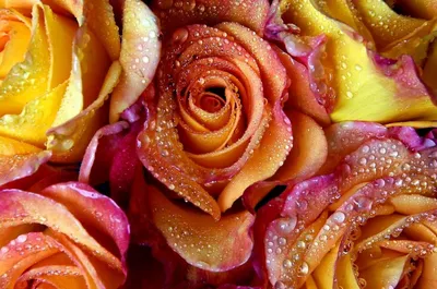 Роза в росе - HD фото
