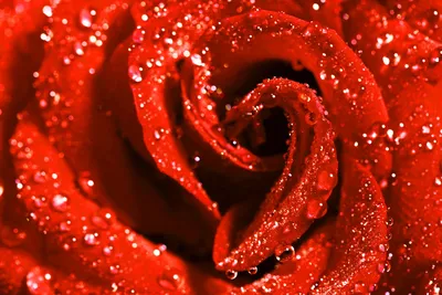 Фото розы в росе - скачать в высоком разрешении