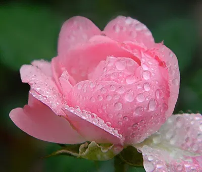 Фото розы в росе - выберите размер изображения