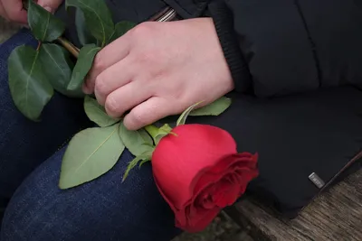 Роза в руке: гармония цвета и формы