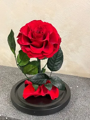 Роза в стекле - оригинальный размер, jpg