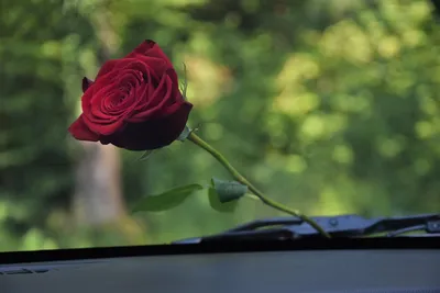 Фотография розы в стекле - уменьшенный размер, jpg