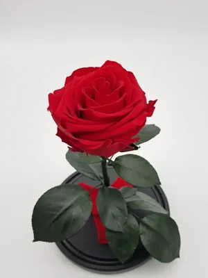 Розы в стекле - оригинальный размер, webp