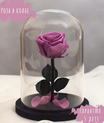 Красивые розы в стекле - стандартный размер, jpg