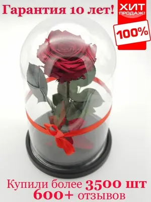 Фото розы в стекле - оригинальный размер, png