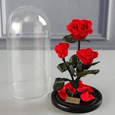 Фото розы в стекле - стандартный размер, png