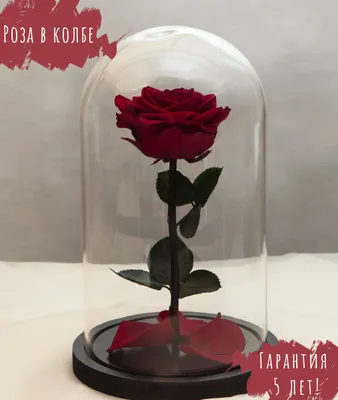 Красивая роза в стекле - уменьшенный размер, png