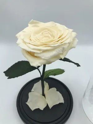 Фотография розы в вакууме в формате jpg