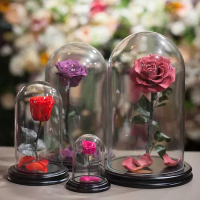 Фото розы в вакууме в разных форматах