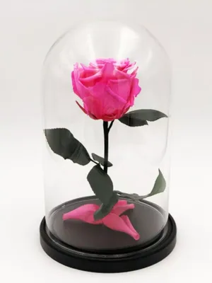 Удивительное изображение розы в вакууме