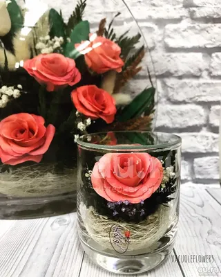 Детальное изображение розы в вакууме