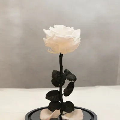 Изображение розы в вакууме - потрясающая красота