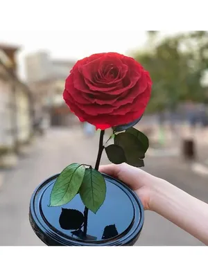 Роза в вакууме на фото с выбором размера