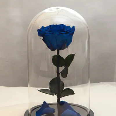 Уникальное фото розы в вакууме с вариантами форматов