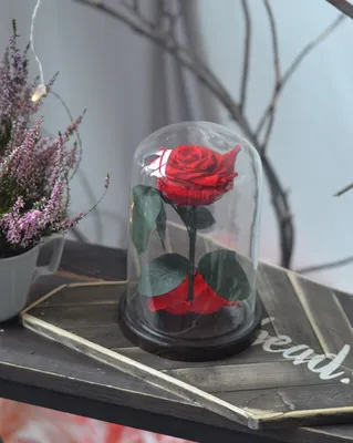 Нежное фото розы в вакууме