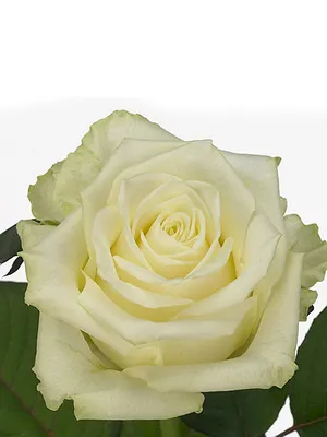 Картинка Розы Вайт Наоми для скачивания в jpg формате