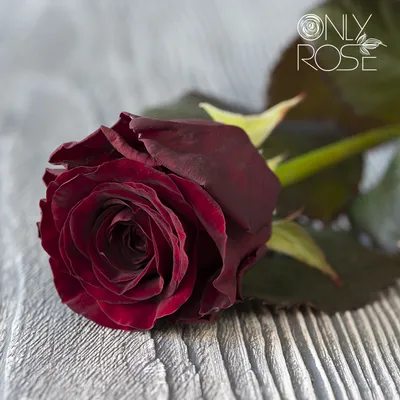 Прекрасное изображение Розы Вайт Наоми в png формате