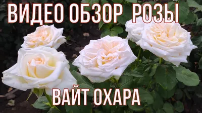 Фотография Розы вайт о хара с прекрасными деталями