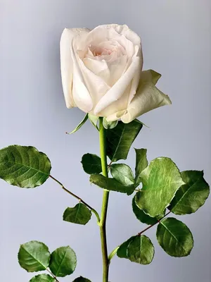 Красивая фотка Розы вайт о хара с эффектом размытия