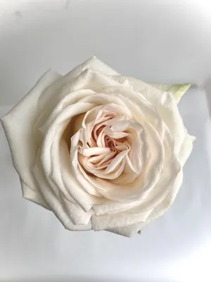 Уникальная картинка Розы вайт о хара с эффектом освещения