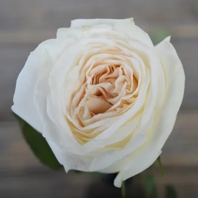 Прекрасная фотка Розы вайт о хара для использования в рекламе