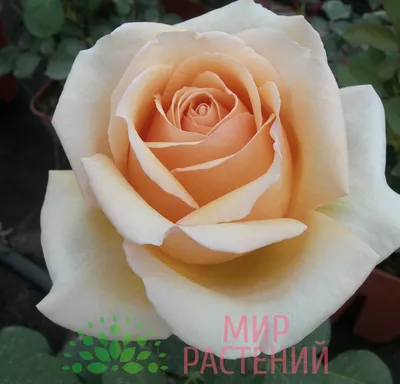Фото розы Валенсия в формате JPG