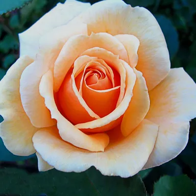 Картинка розы Валенсия для скачивания