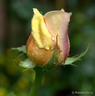 Изображение розы Валенсия в формате PNG с возможностью выбора размера