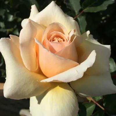 Картинка розы Валенсия в формате JPG - красота природы
