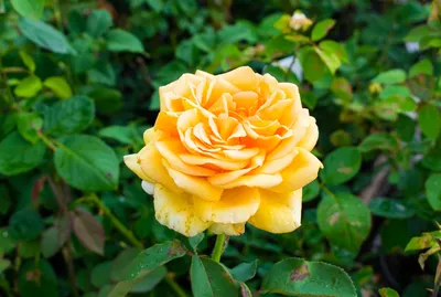 Изображение розы Валенсия в формате PNG для любителей цветов