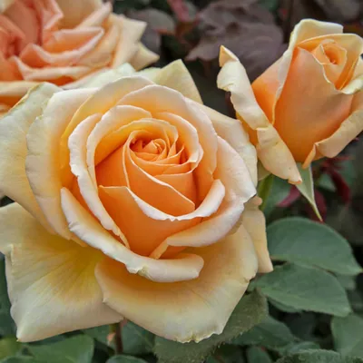 Фото розы Валенсия в формате WEBP - выбор современного формата