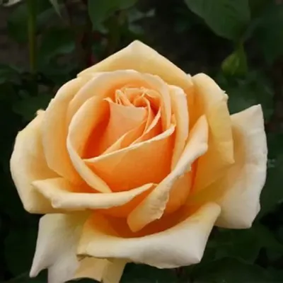 Картинка розы Валенсия в формате JPG с возможностью скачать в разных размерах