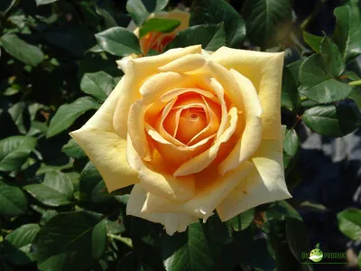 Изображение розы Валенсия в формате PNG с выбором размера - красота в деталях