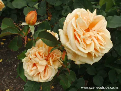 Фото розы Валенсия в формате WEBP с выбором размера и формата