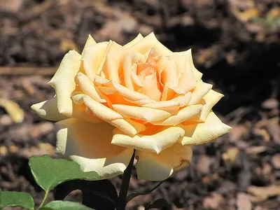 Картинка розы Валенсия в формате JPG - нежность и романтика
