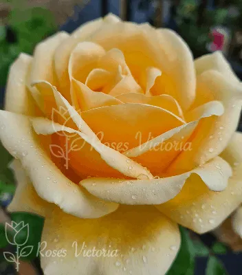 Изображение розы Валенсия в формате PNG - идеальное изображение для веб-дизайна