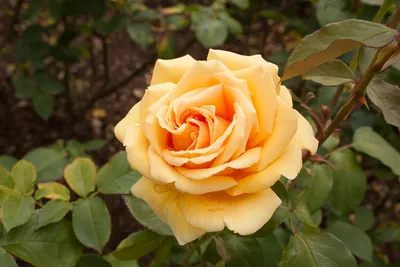 Фото розы Валенсия в формате WEBP с возможностью выбора размера и формата - современный и удобный выбор