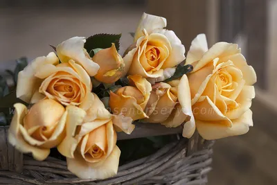 Картинка розы Валенсия в формате JPG - сластена среди цветов