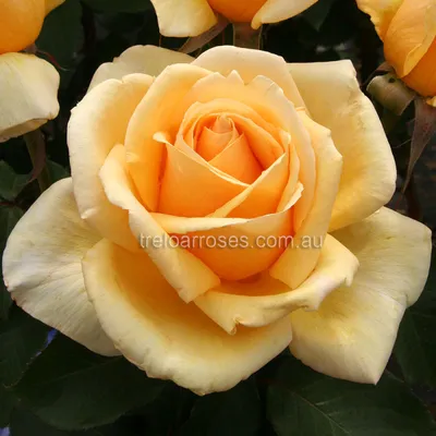 Фотография розы Валенсия высокого разрешения - откройте ее во всей красе