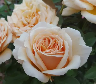 Картинка розы Валенсия в формате JPG с возможностью выбора размера - создайте идеальное изображение