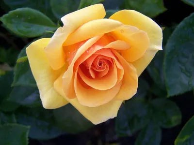 Изображение розы Валенсия в формате PNG с выбором размера - больше деталей, больше впечатлений