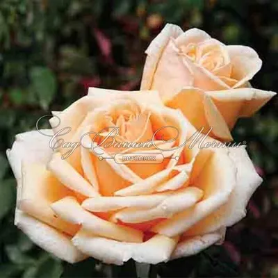 Фото розы Валенсия скачать в формате JPG