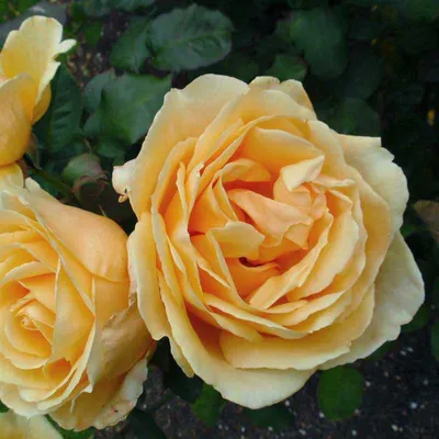 Картинка розы Валенсия в формате WEBP