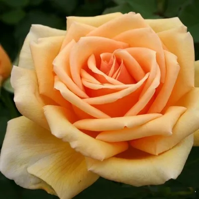 Изображение розы Валенсия для скачивания в формате PNG