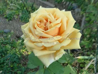 Фотка розы Валенсия в высоком разрешении